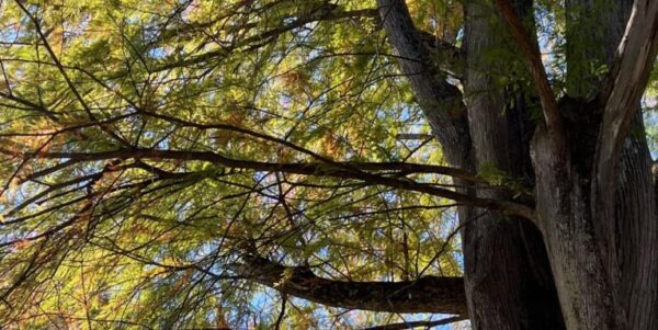 photograph of a tree with many bright green leaves backlit in the sun